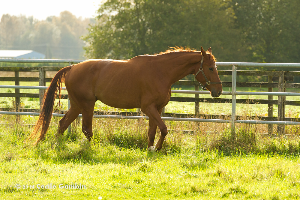 © Cecile Gambin Photography