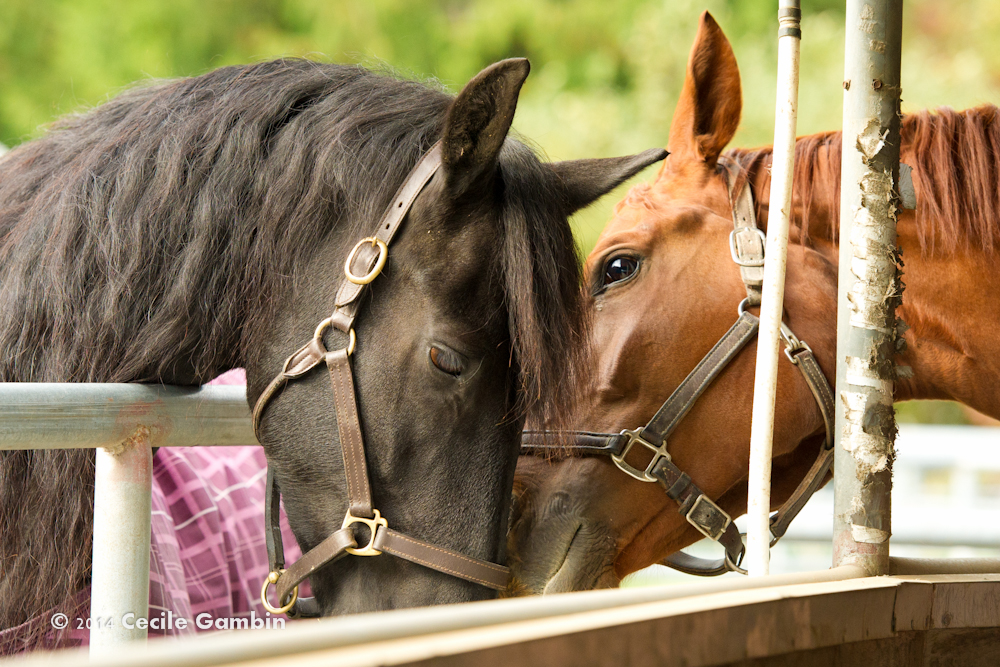 © Cecile Gambin Photography